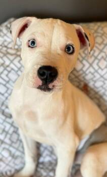 Lewis -  Pit Bull Terrier Dog for Adoption in Dunmore, Pennsylvania - Lewis | PetCurious
