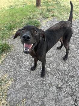 PANTHER -  Labrador Retriever and Mixed Breed Dog for Adoption in Corpus Christi, Texas - PANTHER | PetCurious