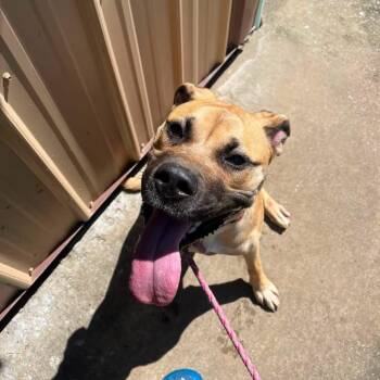 TIlly (Ginny) -  Great Dane Dog for Adoption in Salem, West Virginia - TIlly (Ginny) | PetCurious