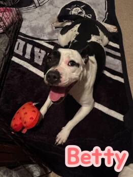 Betty - LOVES all people, good with dogs -  Mixed Breed Dog for Adoption in Chuckey, Tennessee - Betty - LOVES All People, Good With Dogs | PetCurious