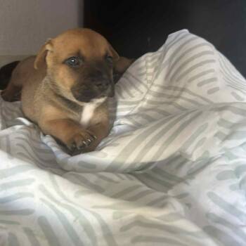 Rescue Mixed Breed Dogs for Adoption in Frederiksted, St. Croix - Eagle | PetCurious