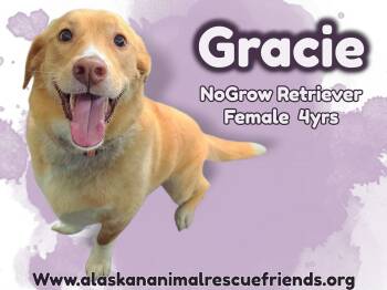 Labrador Retriever and Corgi Dogs Available for Adoption in Anchorage, Alaska - Gracie | PetCurious