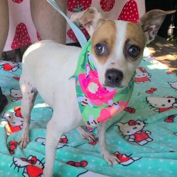Jack Russell Terrier Dogs Available for Adoption in Woolwich, Maine - Sydney | PetCurious