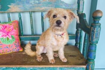 Moonshine -  Miniature Poodle and Terrier Dog for Adoption in San Antonio, Texas - Moonshine | PetCurious