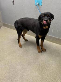 Rottweiler Dogs Available for Adoption - MARTY | PetCurious