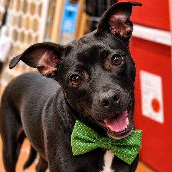 Riley (Green) Caliber -  Terrier and Mixed Breed Dog for Adoption in Griswold, Connecticut - Riley (Green) Caliber | PetCurious