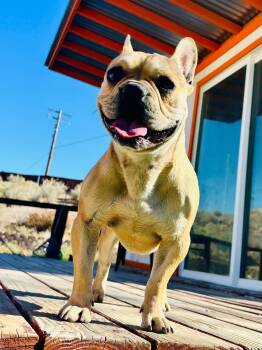 Rescue French Bulldog Dogs for Adoption in Pumpkin Center, California - Canello | PetCurious