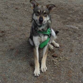 Balto -  Husky Dog for Adoption in Baker City, Oregon - Balto | PetCurious