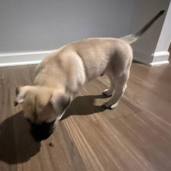 Sling Shot -  Mixed Breed Dog for Adoption in Asheville, North Carolina - Sling Shot | PetCurious