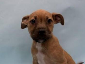 Tot -  Boxer and Mixed Breed Dog for Adoption in Golden Valley, Minnesota - Tot | PetCurious