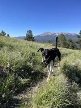 Pixie -  Black And Tan Coonhound and Mixed Breed Dog for Adoption in Divide, Colorado - Pixie | PetCurious