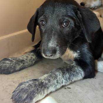 Raven -  Anatolian Shepherd and Mixed Breed Dog for Adoption in Columbus, North Carolina - Raven | PetCurious