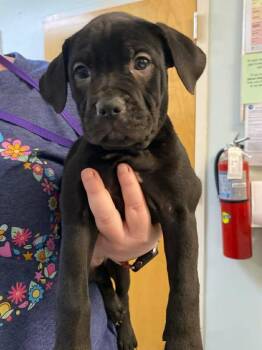 Mixed Breed Dogs Available for Adoption in Ocala, Florida - Mualani | PetCurious