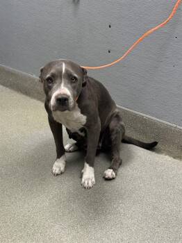 Rescue Pit Bull Terrier Dogs for Adoption in Las Vegas, Nevada - ESTRELLA | PetCurious