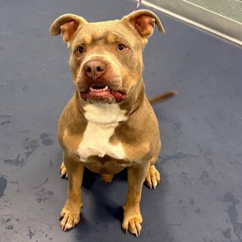 Cedar -  Pit Bull Terrier Dog Available for Adoption in Greensboro, North Carolina - Cedar | PetCurious
