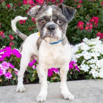 PYJAMA SHARK -  Shih Tzu Dog for Adoption in St. Louis, Missouri - PYJAMA SHARK | PetCurious