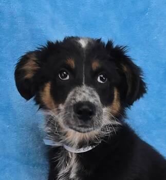 Australian Shepherd Dogs Available for Adoption in Newport, Tennessee - Dawn Run | PetCurious