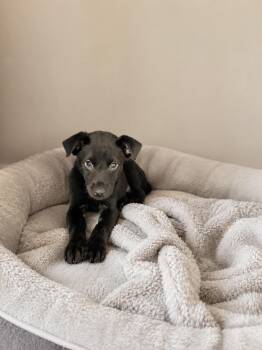 Cane -  Rat Terrier and Black Labrador Retriever Dog for Adoption in Baton Rouge, Louisiana - Cane | PetCurious
