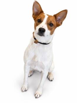 Bingo -  Terrier and Mixed Breed Dog for Adoption in Bowling Green, Kentucky - Bingo | PetCurious