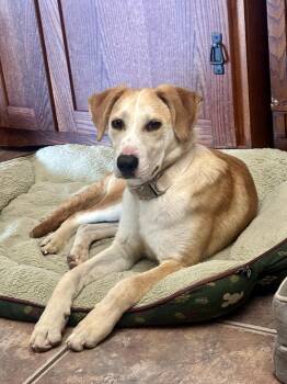 Bravo -  Labrador Retriever and American Foxhound Dog for Adoption in San Diego, California - Bravo | PetCurious