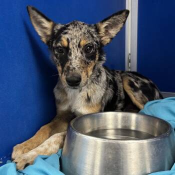 Artemis -  Mixed Breed Dog for Adoption in Las Cruces, New Mexico - Artemis | PetCurious