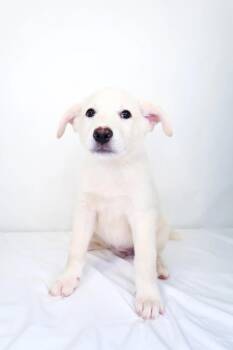 May Belle -  Great Pyrenees Dog Available for Adoption in Bixby, Oklahoma - May Belle | PetCurious