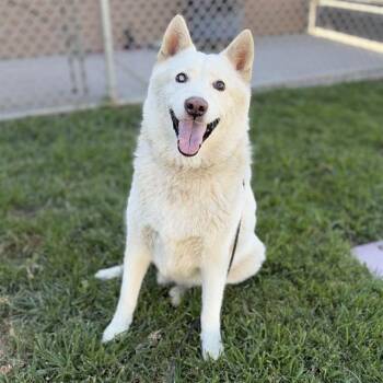 SOL -  German Shepherd Dog and Mixed Breed Dog for Adoption in Modesto, California - SOL | PetCurious