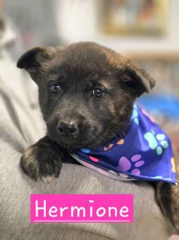 Dutch Shepherd Dogs Available for Adoption in Walthill, Nebraska - Hermione  | PetCurious