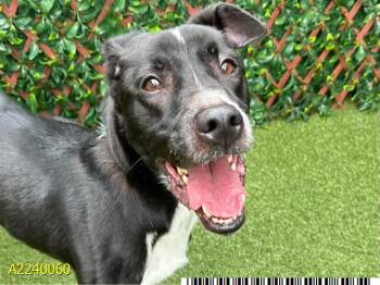 Mixed Breed Dogs Available for Adoption in West Palm Beach, Florida - Milo | PetCurious