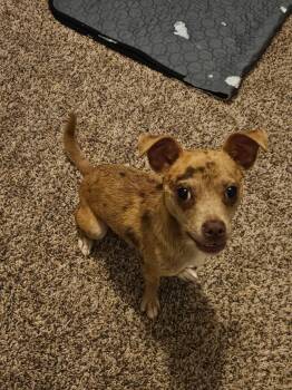 Chihuahua Dogs Available for Adoption in Winder, Georgia - Brookie 2026-220 | PetCurious