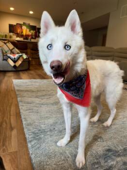 Husky Dogs Available for Adoption in Columbus, Ohio - Earth | PetCurious