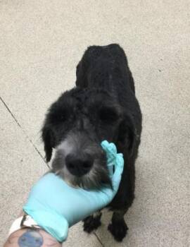 MATILDA -  Poodle Dog for Adoption in Riverside, California - MATILDA | PetCurious