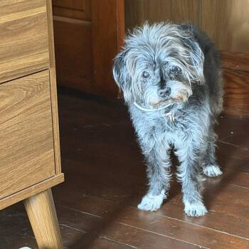 Sofia -  Terrier Dog for Adoption in Wilmington, Illinois - Sofia | PetCurious