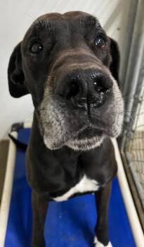Maxwell -  Great Dane and Mixed Breed Dog for Adoption in Lagrange, Indiana - Maxwell | PetCurious