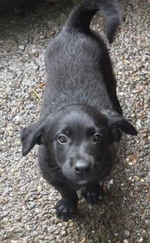 Spaniel Dogs Available for Adoption in Scottsburg, Indiana - Storm | PetCurious