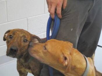 A383306 -  Labrador Retriever Dog Available for Adoption in Ocala, Florida - A383306 | PetCurious