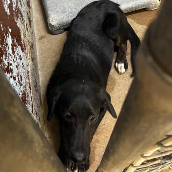 PBA-Stray-11727 -  Mixed Breed Dog for Adoption in Pine Bluff, Arkansas - PBA-Stray-11727 | PetCurious