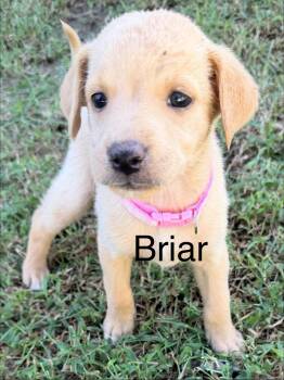 Briar -  Labradoodle Dog for Adoption in Pawleys Island, South Carolina - Briar | PetCurious
