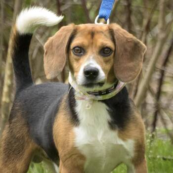 Beagle Dogs Available for Adoption in Lambertville, New Jersey - Jackson | PetCurious