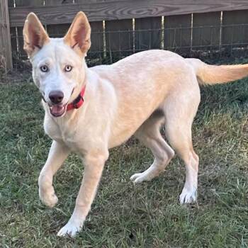 Zuri -  Shepherd and Husky Dog for Adoption in Meridian, Mississippi - Zuri | PetCurious