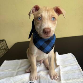 Rescue Chocolate Labrador Retriever Dogs for Adoption in West Haven, Connecticut - Duke | PetCurious