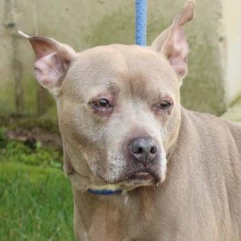 Terrier Dogs Available for Adoption in Eaton, Ohio - Lady Bug | PetCurious