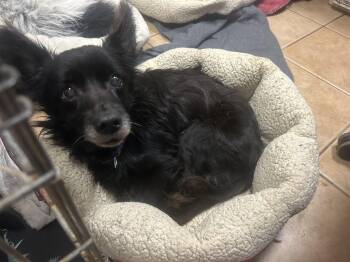 Howard -  Pomeranian and Schipperke Dog for Adoption - Howard | PetCurious