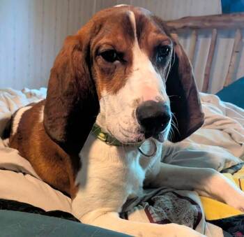 Spence -  Hound Dog for Adoption in Brooks, Maine - Spence | PetCurious