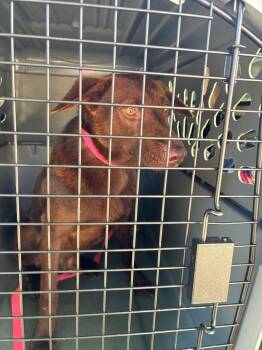 Hinkle -  Labrador Retriever Dog for Adoption in Bloomington, Indiana - Hinkle | PetCurious