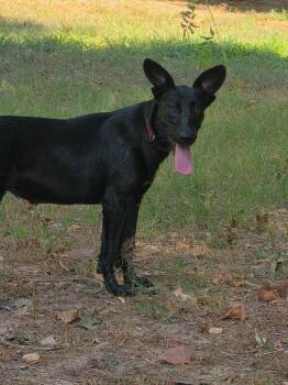 Buttons -  Labrador Retriever and Shepherd Dog for Adoption in Bauxite, Arkansas - Buttons | PetCurious