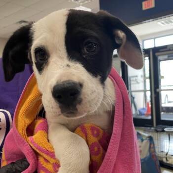 Cooper -  Terrier Dog for Adoption in Des Moines, Iowa - Cooper | PetCurious