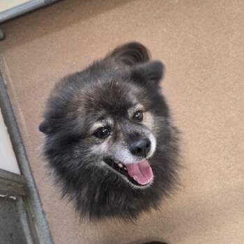 Motley -  Pomeranian and Mixed Breed Dog for Adoption in Murray, Utah - Motley | PetCurious
