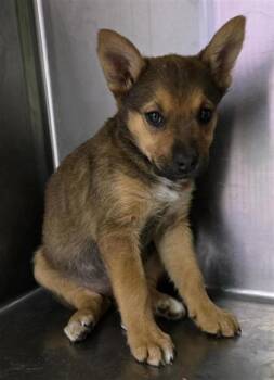 Shepherd and Mixed Breed Dogs Available for Adoption - 60785098 | PetCurious