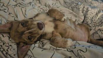 Tillie -  Terrier Dog for Adoption - Tillie | PetCurious